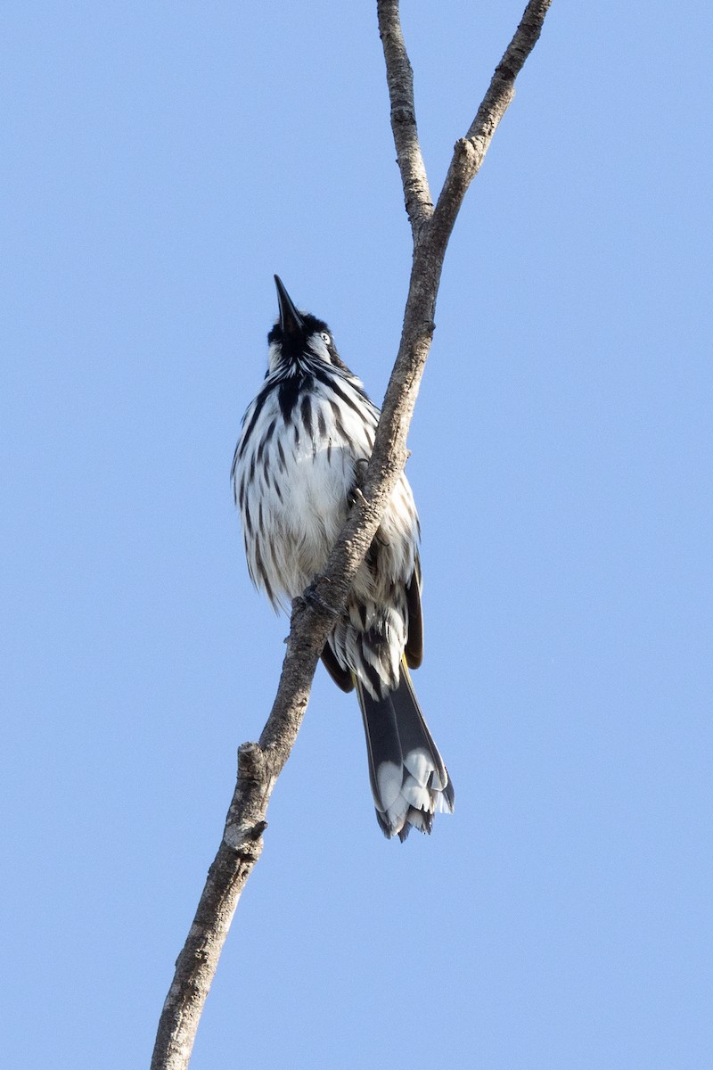 New Holland Honeyeater - ML619432618