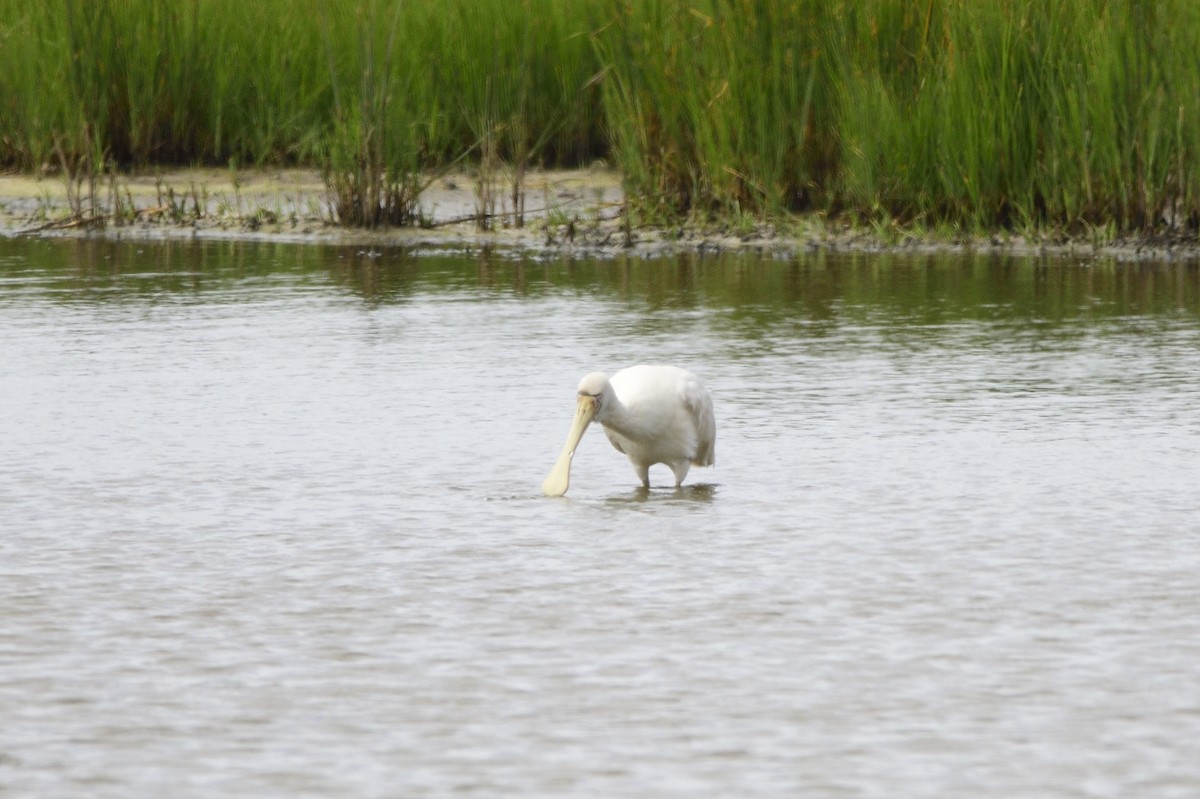 Yellow-billed Spoonbill - Ken Crawley