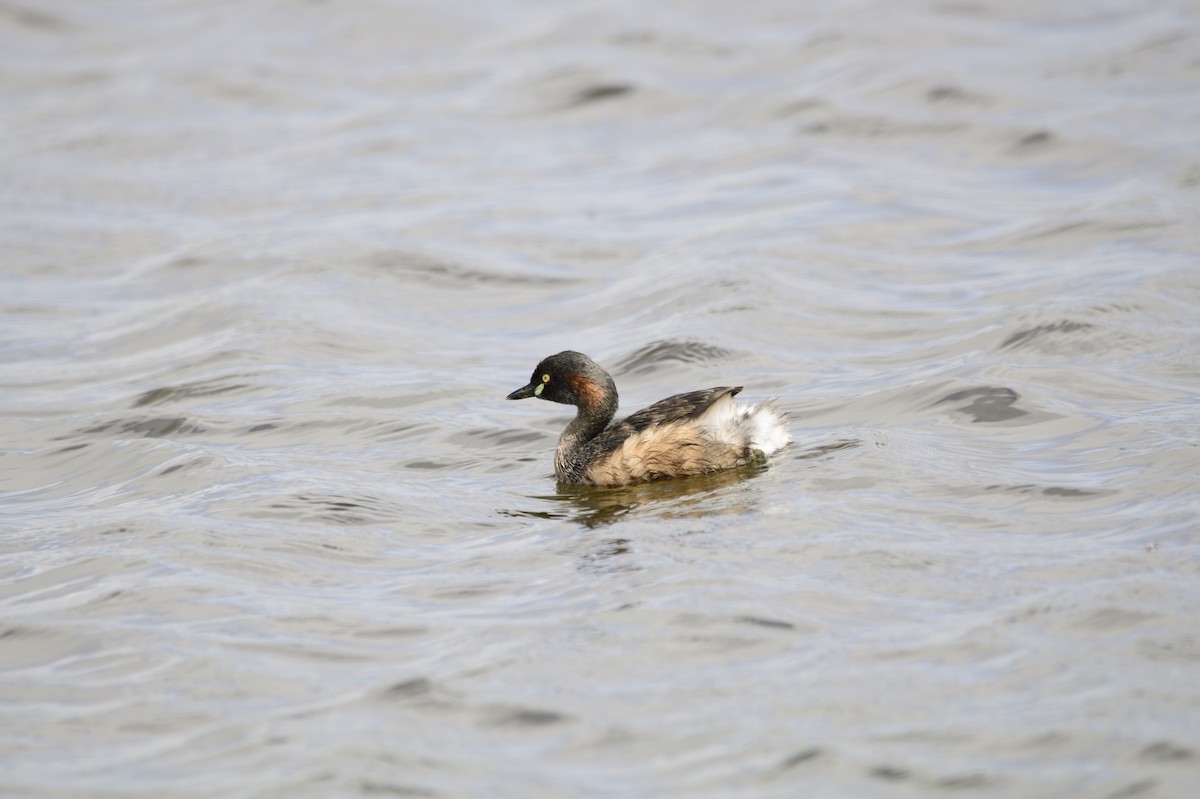 Australasian Grebe - Ken Crawley