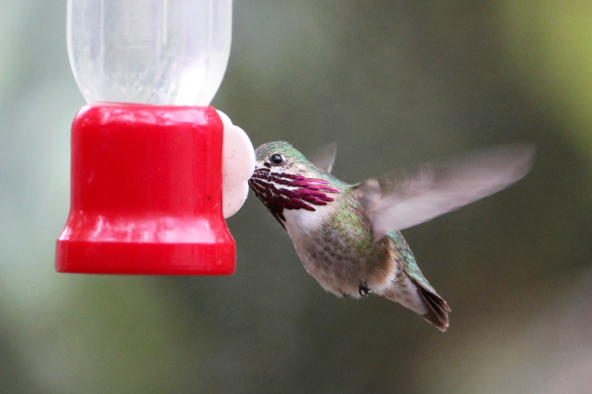 Calliope Hummingbird - Marlene Cashen