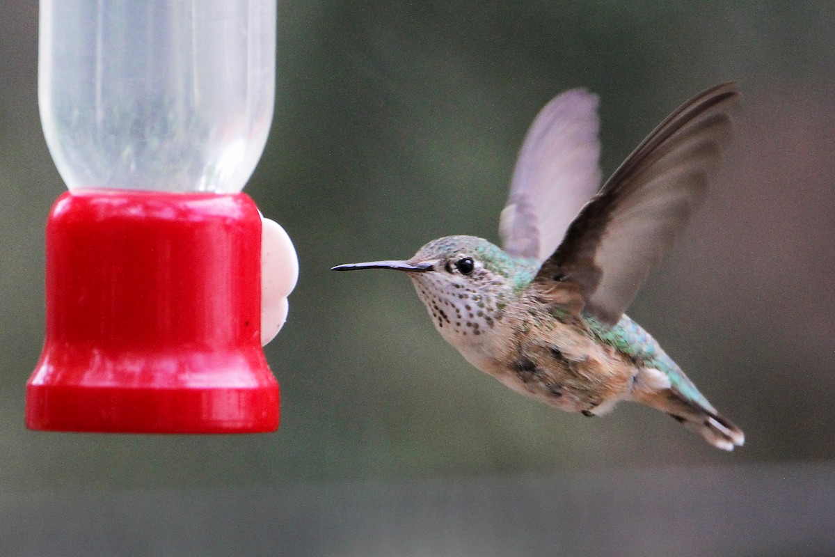 Calliope Hummingbird - Marlene Cashen