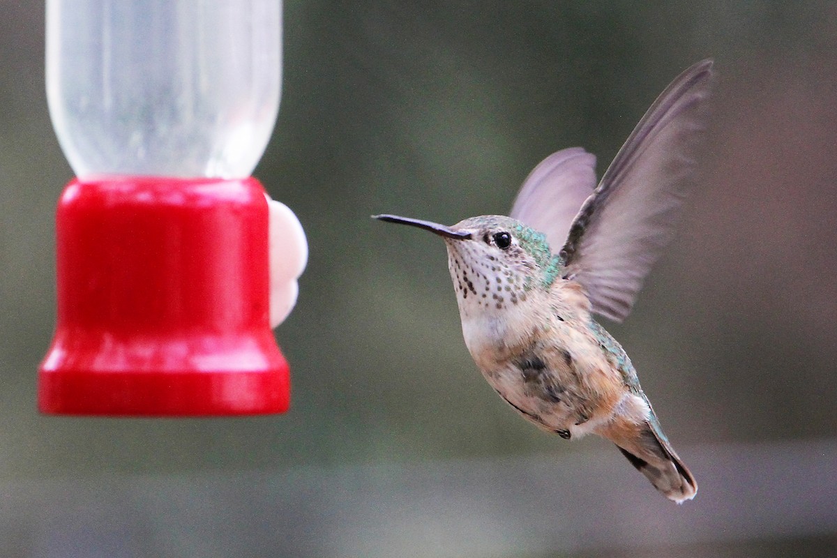 Calliope Hummingbird - Marlene Cashen