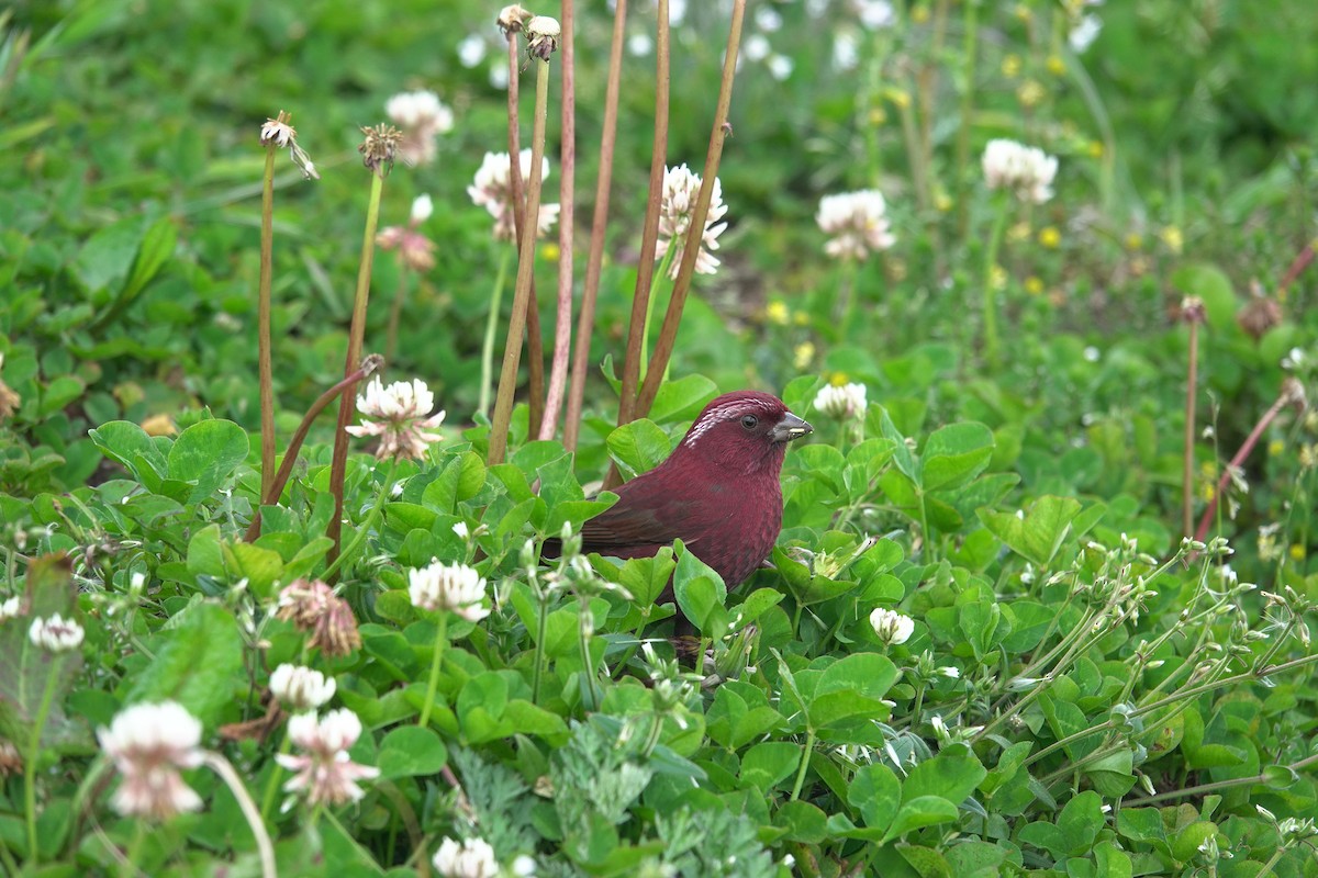 Taiwan Rosefinch - Cynthia Su