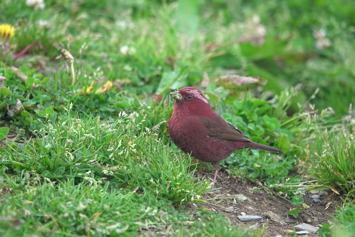 Taiwan Rosefinch - ML619432693