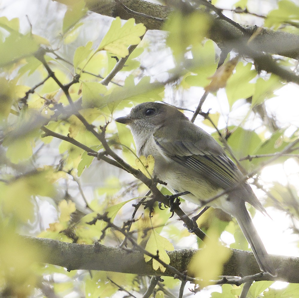 Golden Whistler - Thomas Jaeger