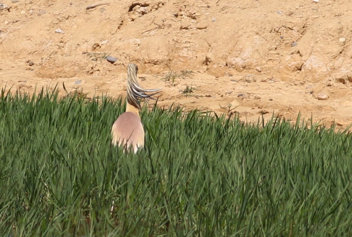 Squacco Heron - Jan Verhoeye