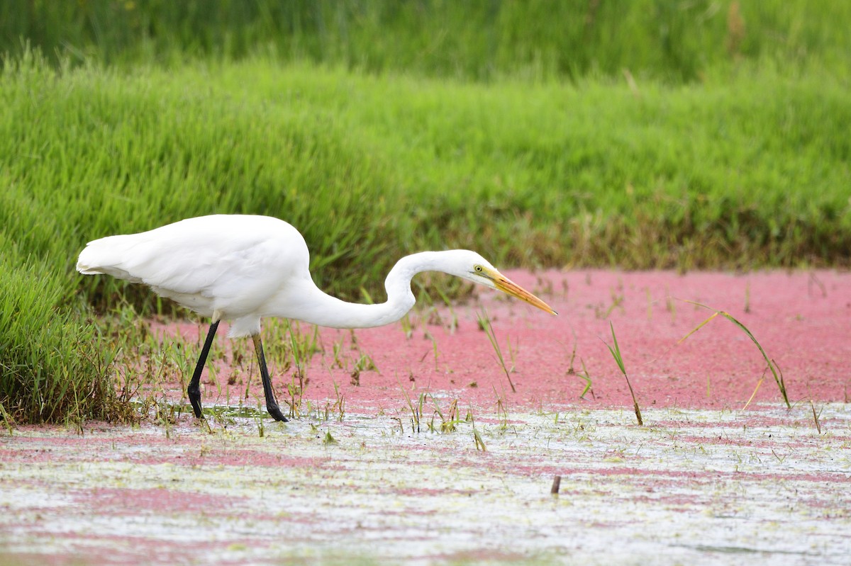 Great Egret - Ken Crawley