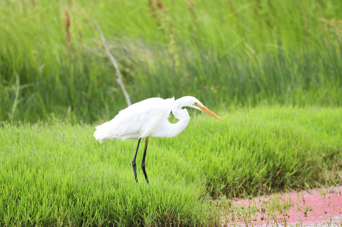 Great Egret - Ken Crawley