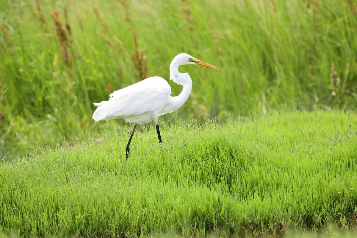 Great Egret - Ken Crawley