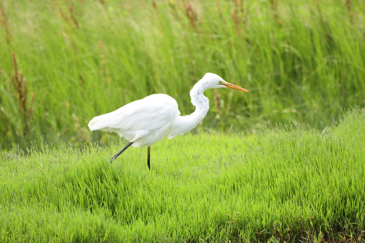 Great Egret - Ken Crawley