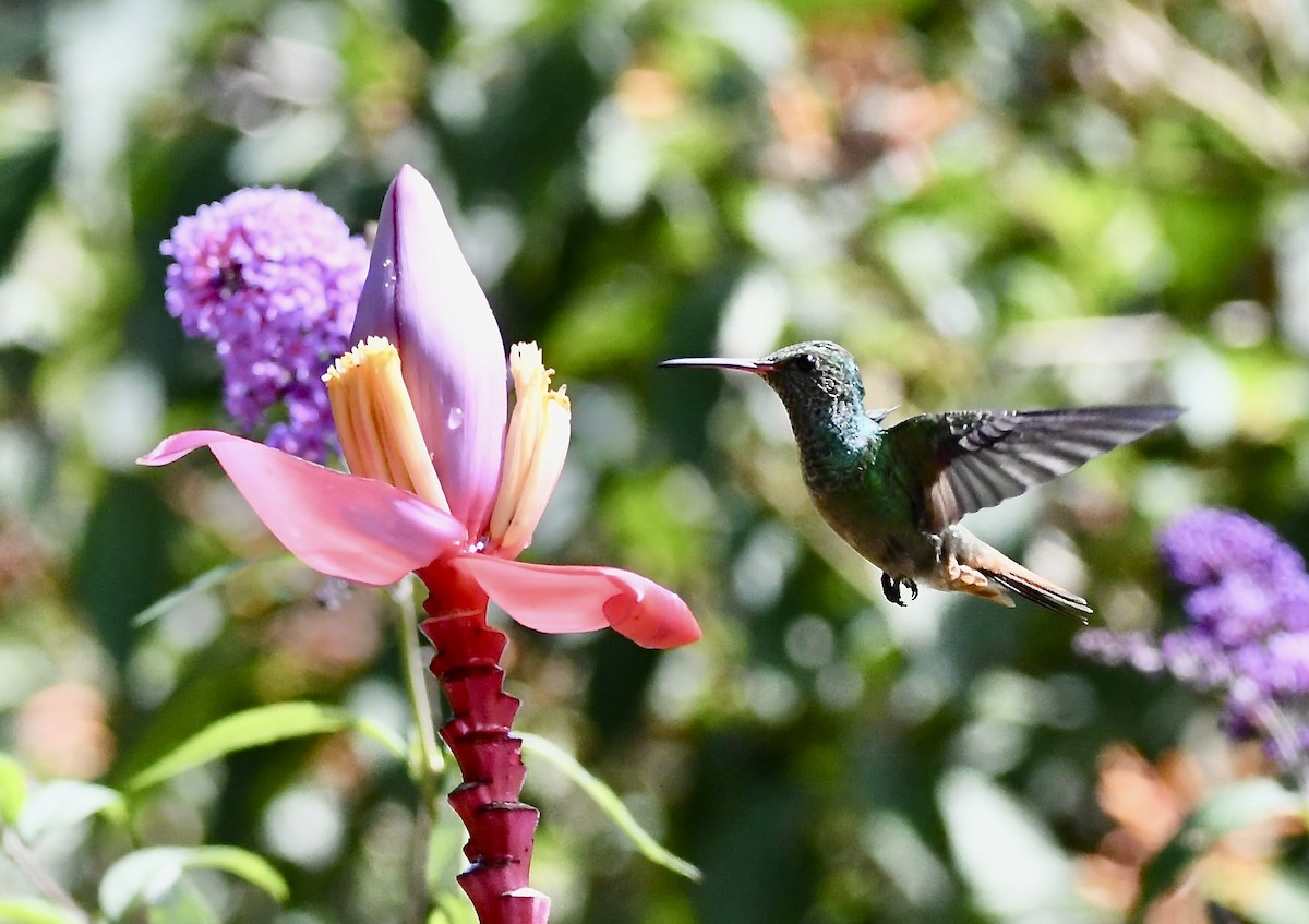 Rufous-tailed Hummingbird - mark perry