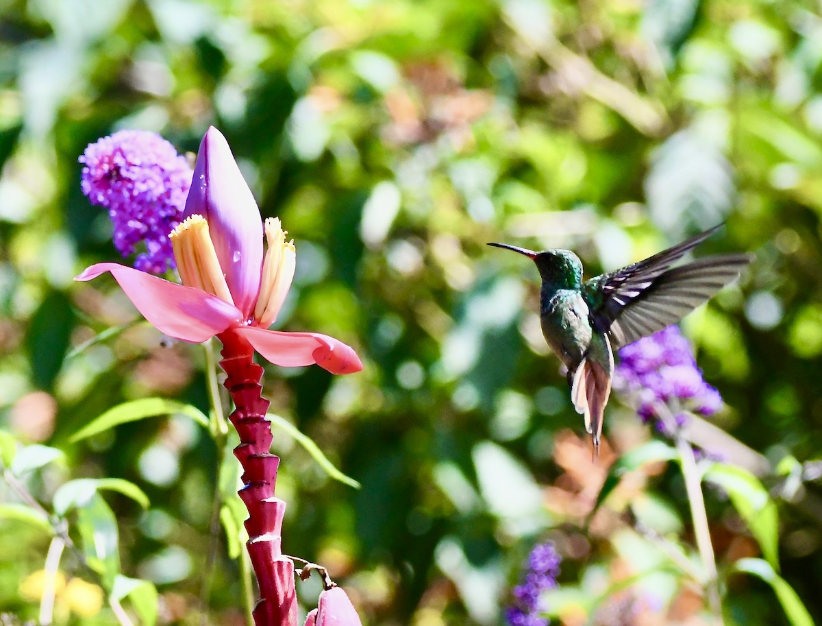 Rufous-tailed Hummingbird - mark perry