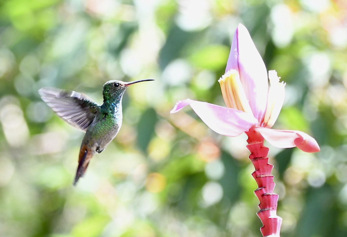 Rufous-tailed Hummingbird - mark perry