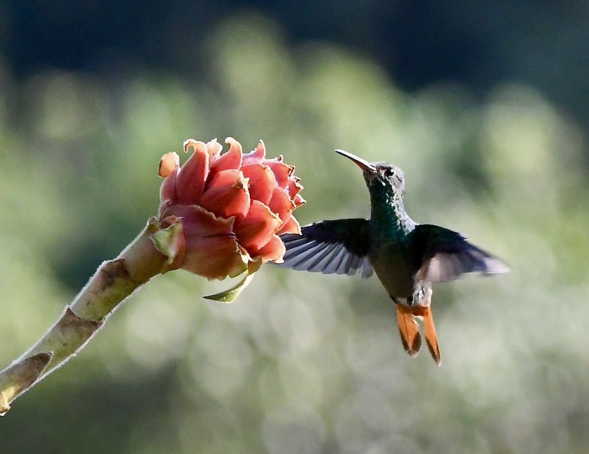 Rufous-tailed Hummingbird - mark perry