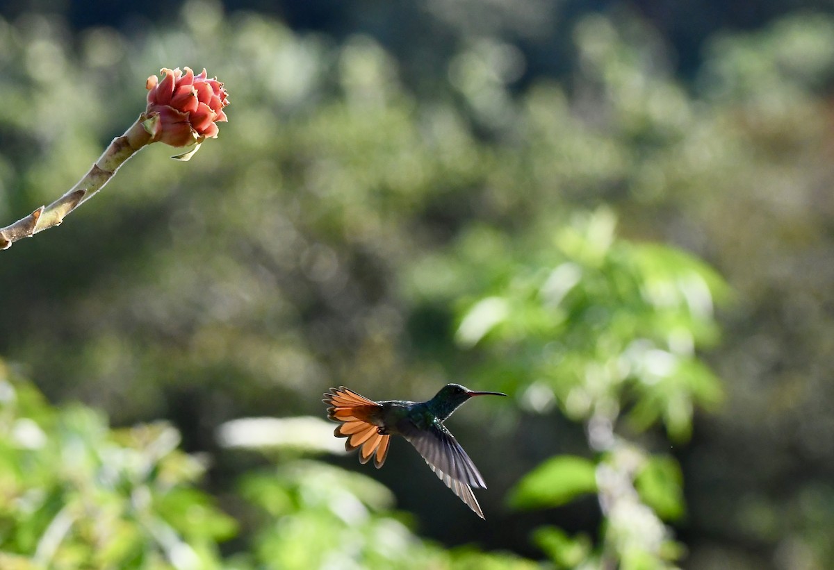 Rufous-tailed Hummingbird - mark perry