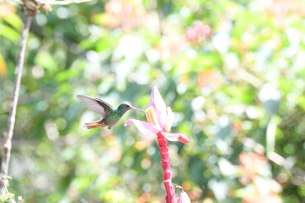 Rufous-tailed Hummingbird - mark perry