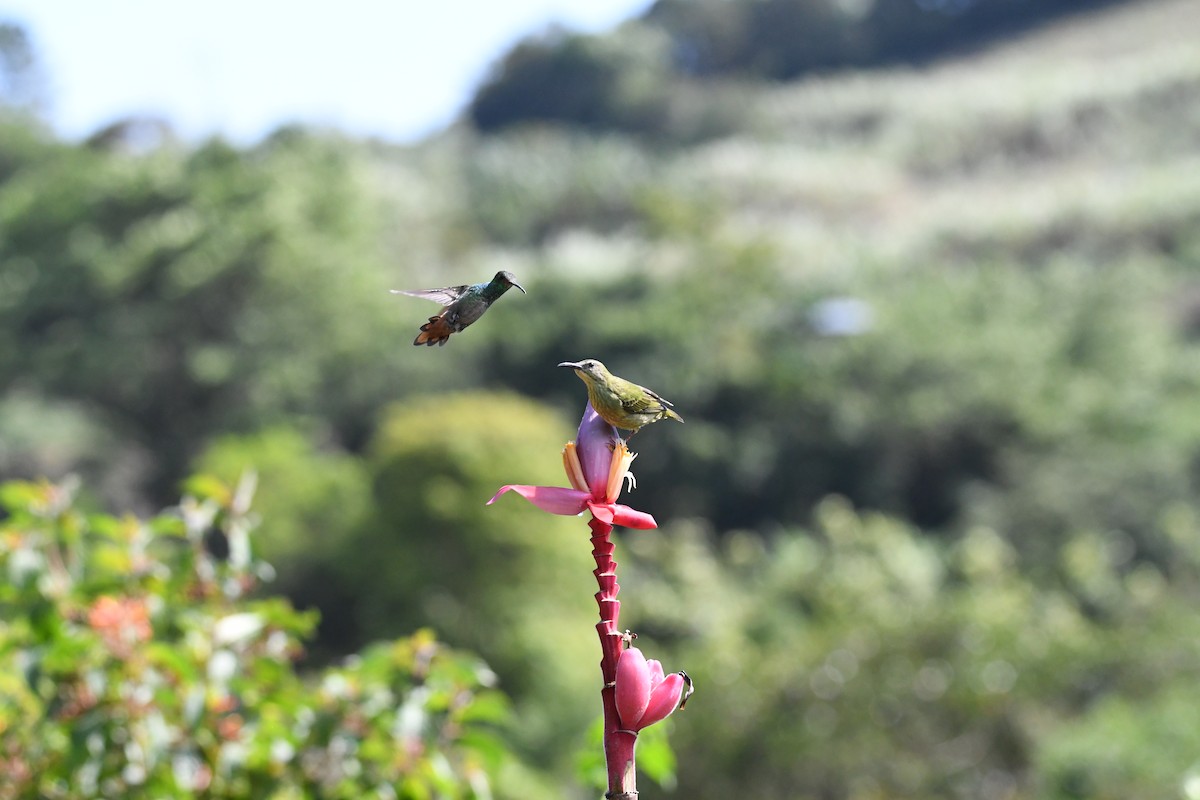 Rufous-tailed Hummingbird - mark perry