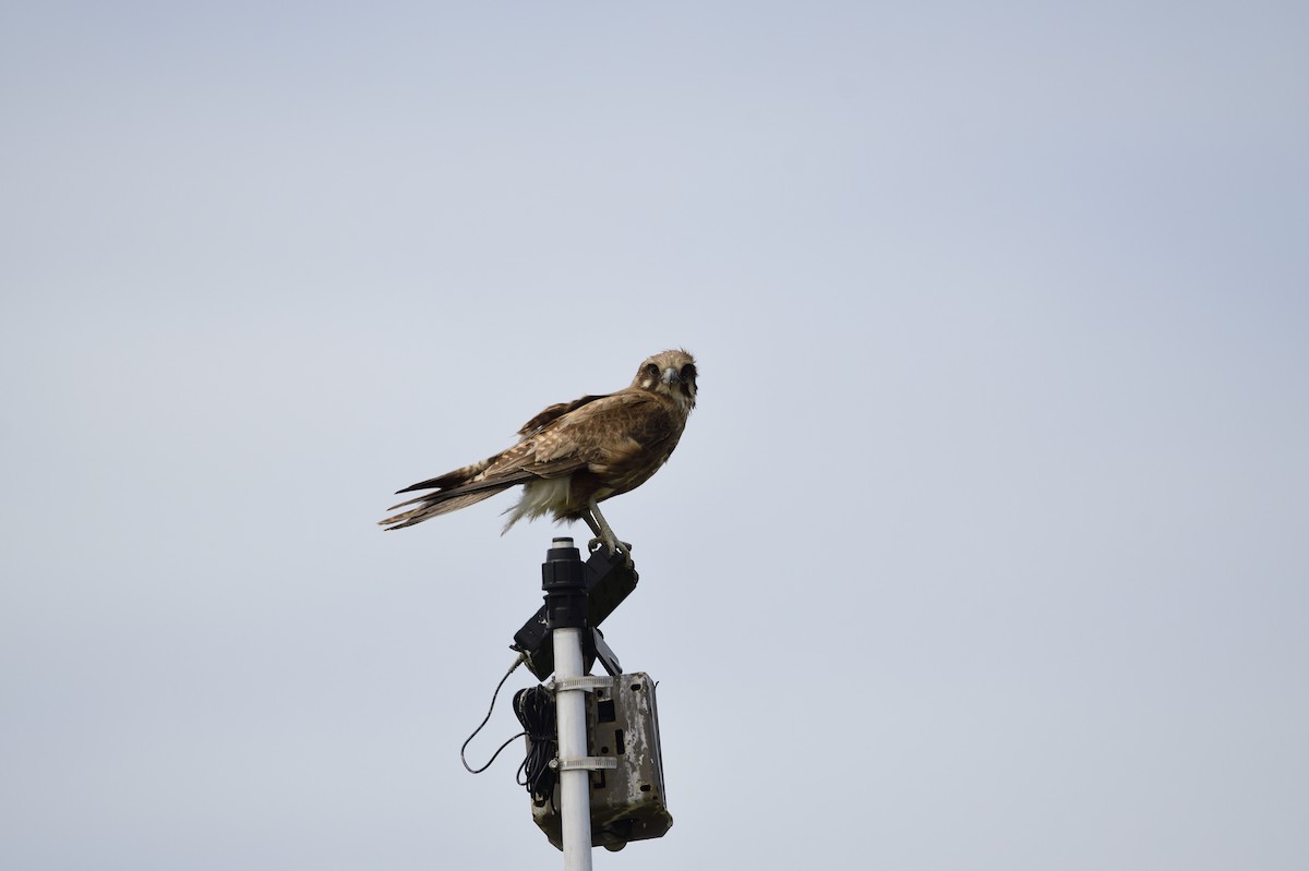 Brown Falcon - Ken Crawley