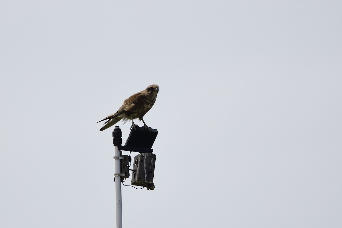 Brown Falcon - Ken Crawley