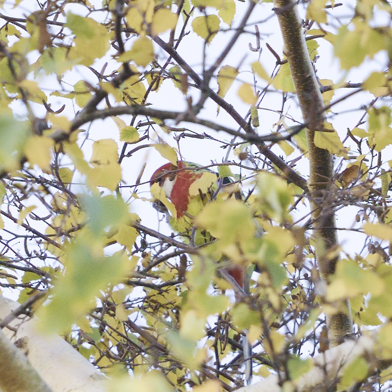 Eastern Rosella - Thomas Jaeger