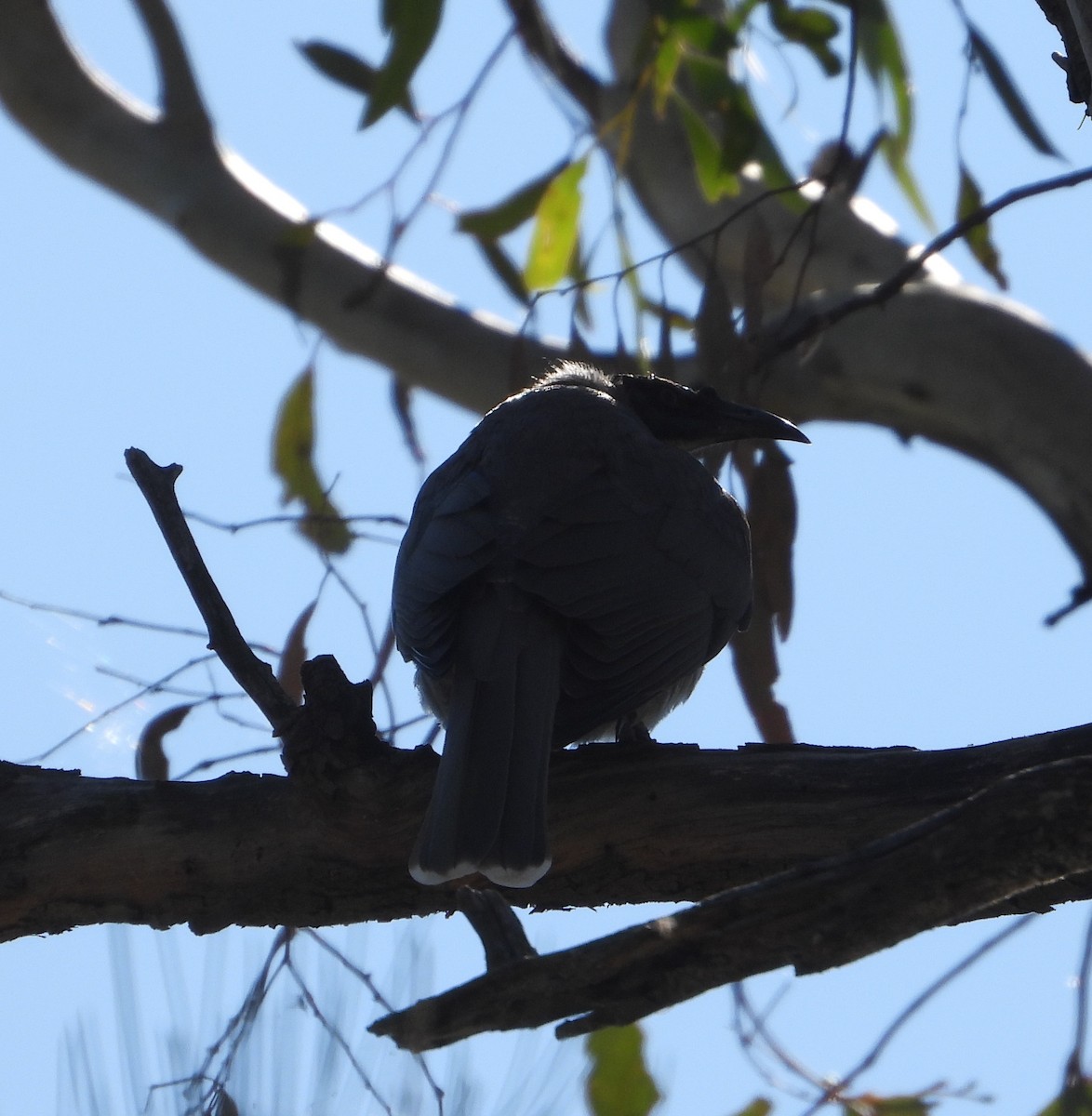 Noisy Friarbird - Rodney Macready