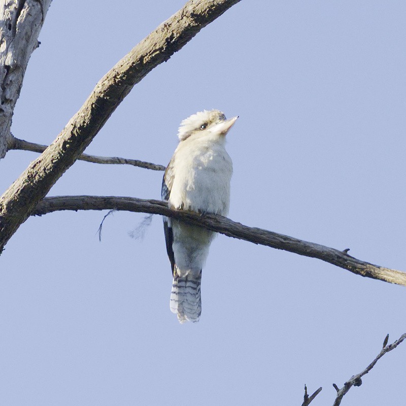 Laughing Kookaburra - Thomas Jaeger