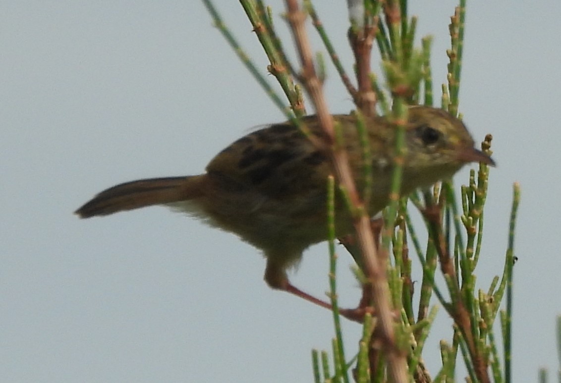 Golden-headed Cisticola - Suzanne Foley