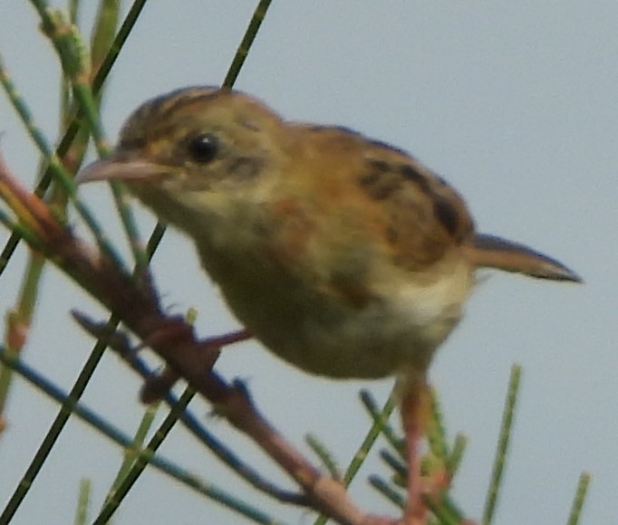 Golden-headed Cisticola - Suzanne Foley