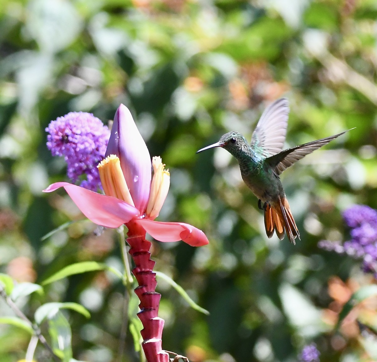 Rufous-tailed Hummingbird - mark perry