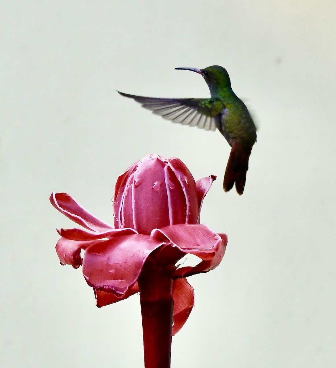 Rufous-tailed Hummingbird - mark perry