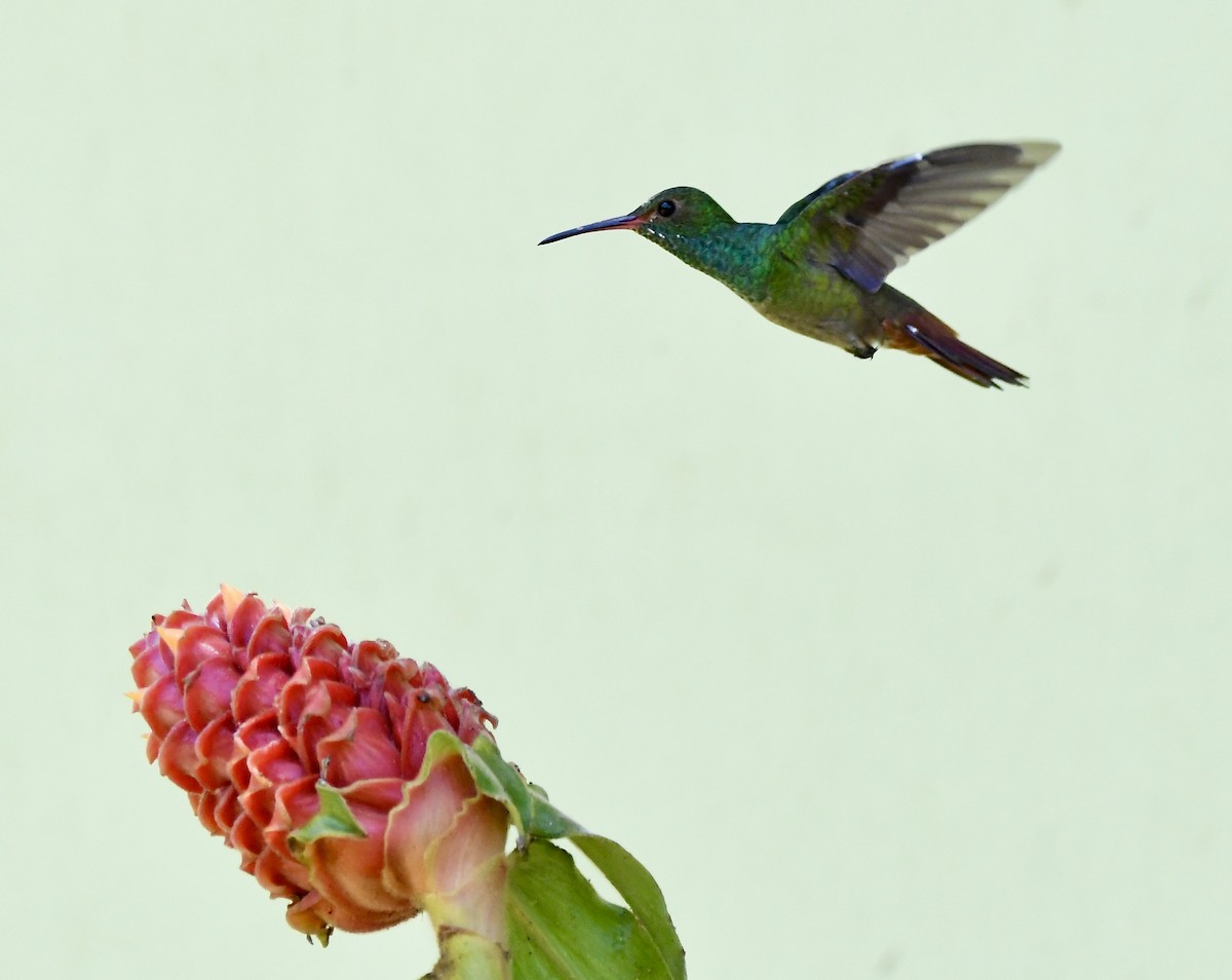 Rufous-tailed Hummingbird - mark perry