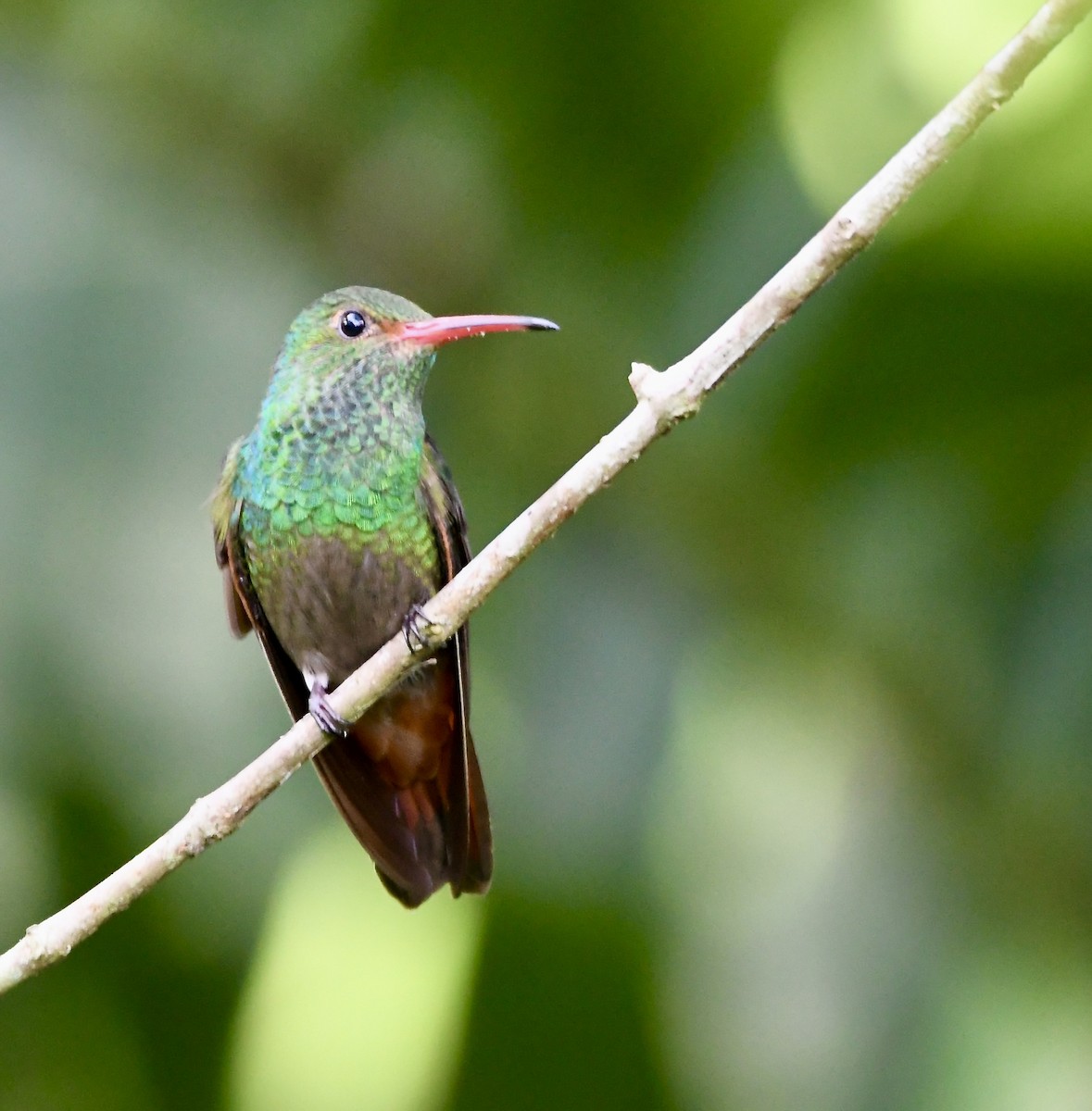 Rufous-tailed Hummingbird - mark perry