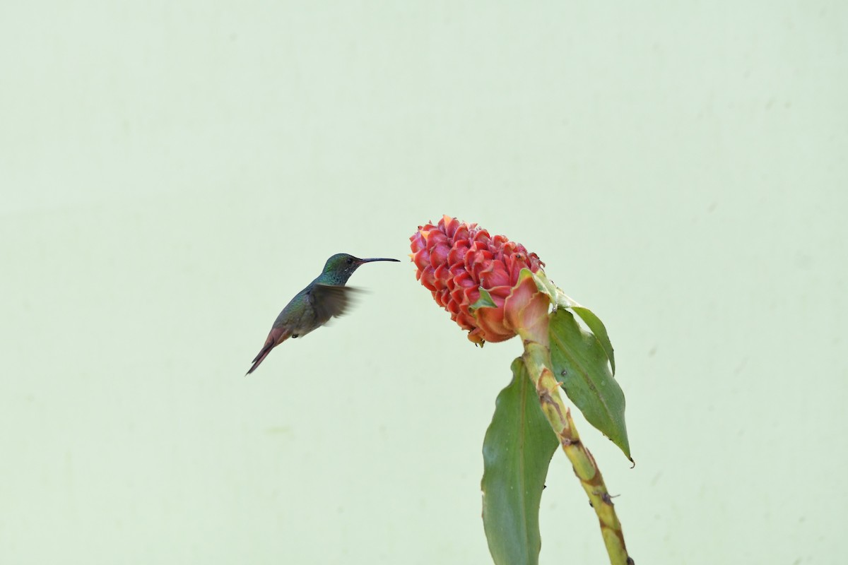 Rufous-tailed Hummingbird - mark perry