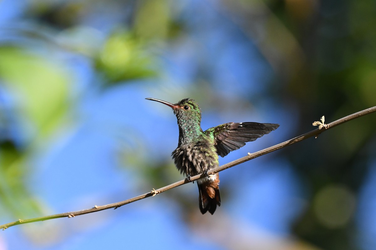 Rufous-tailed Hummingbird - mark perry