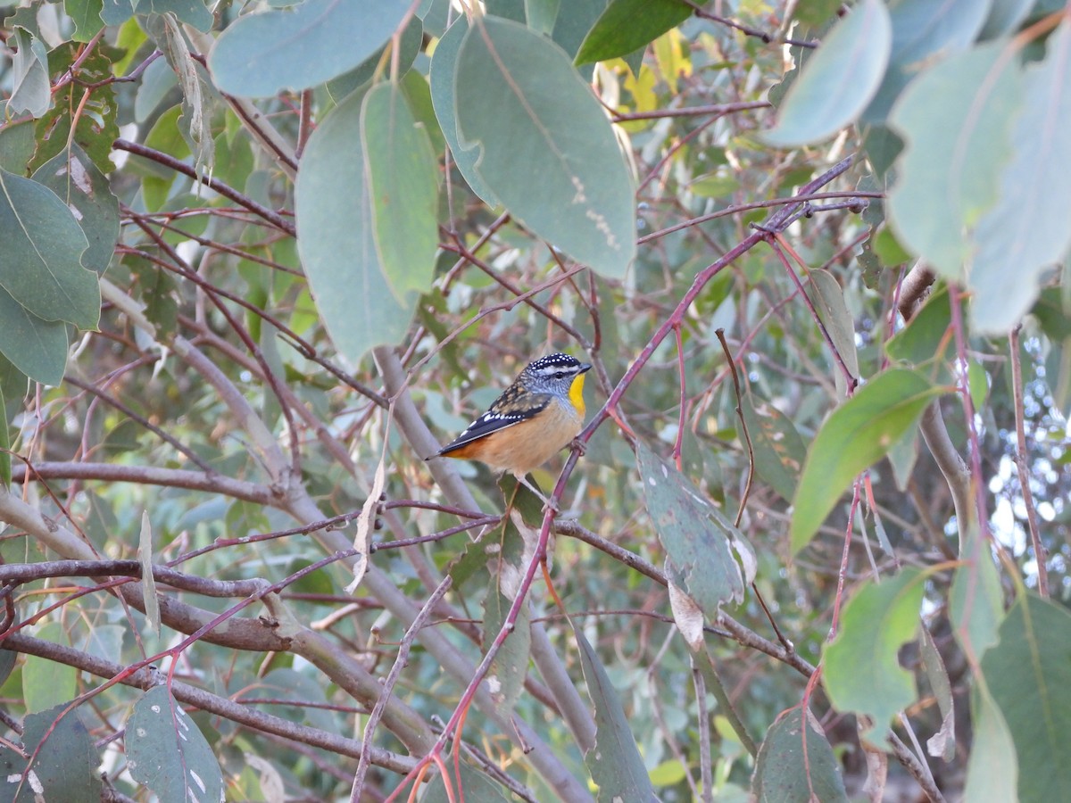 Spotted Pardalote - Line Perrins