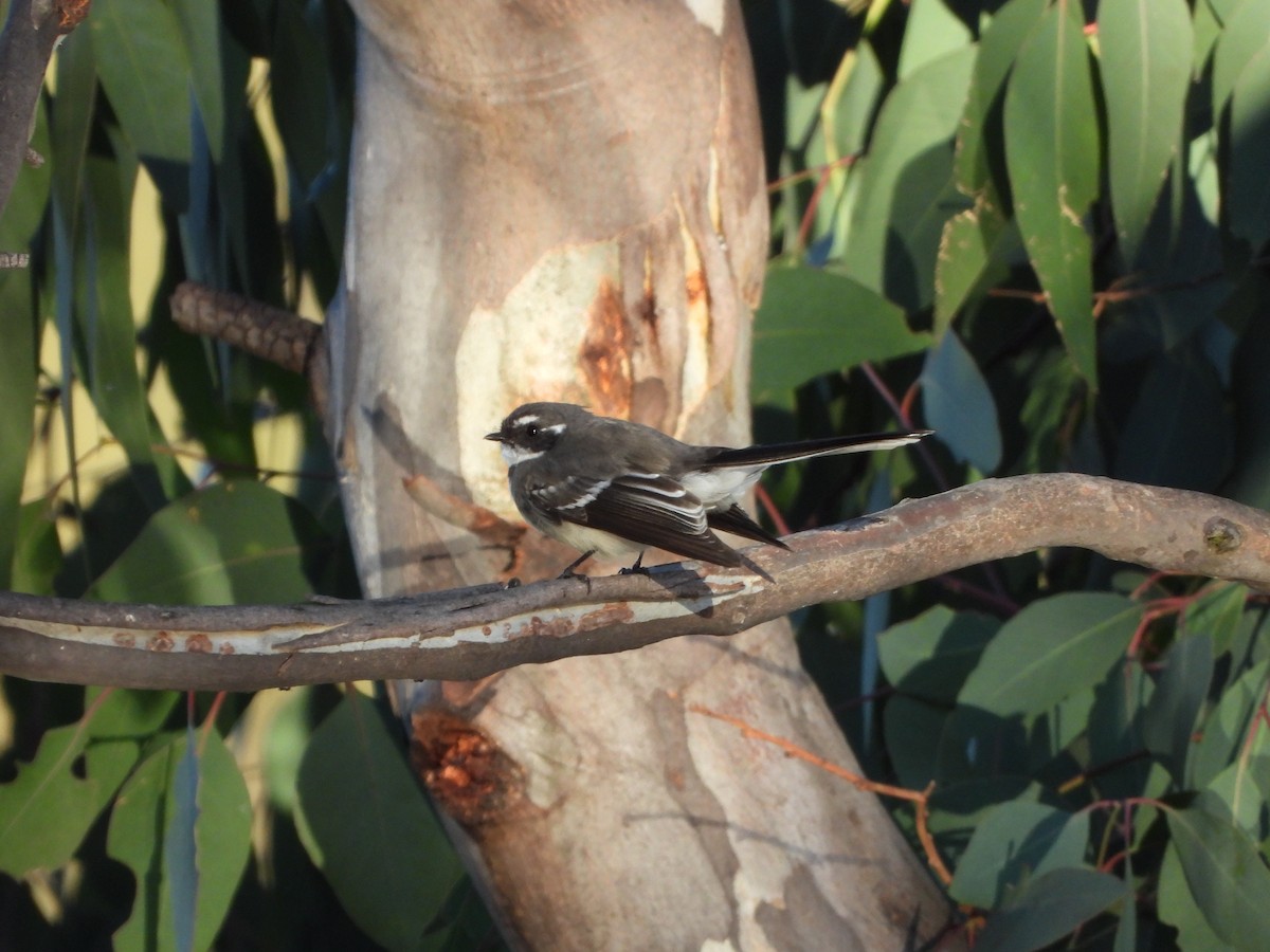 Gray Fantail - Line Perrins