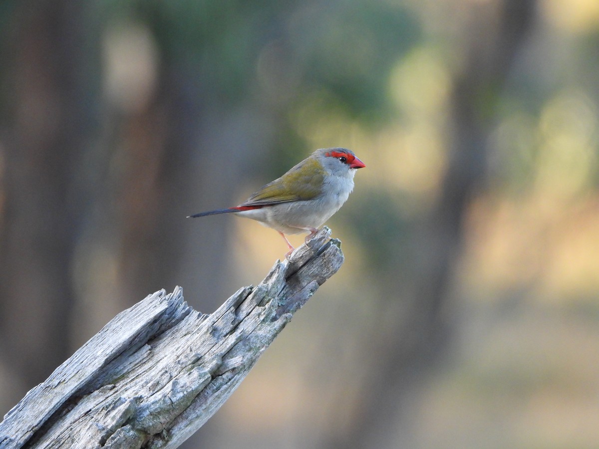 Red-browed Firetail - Line Perrins