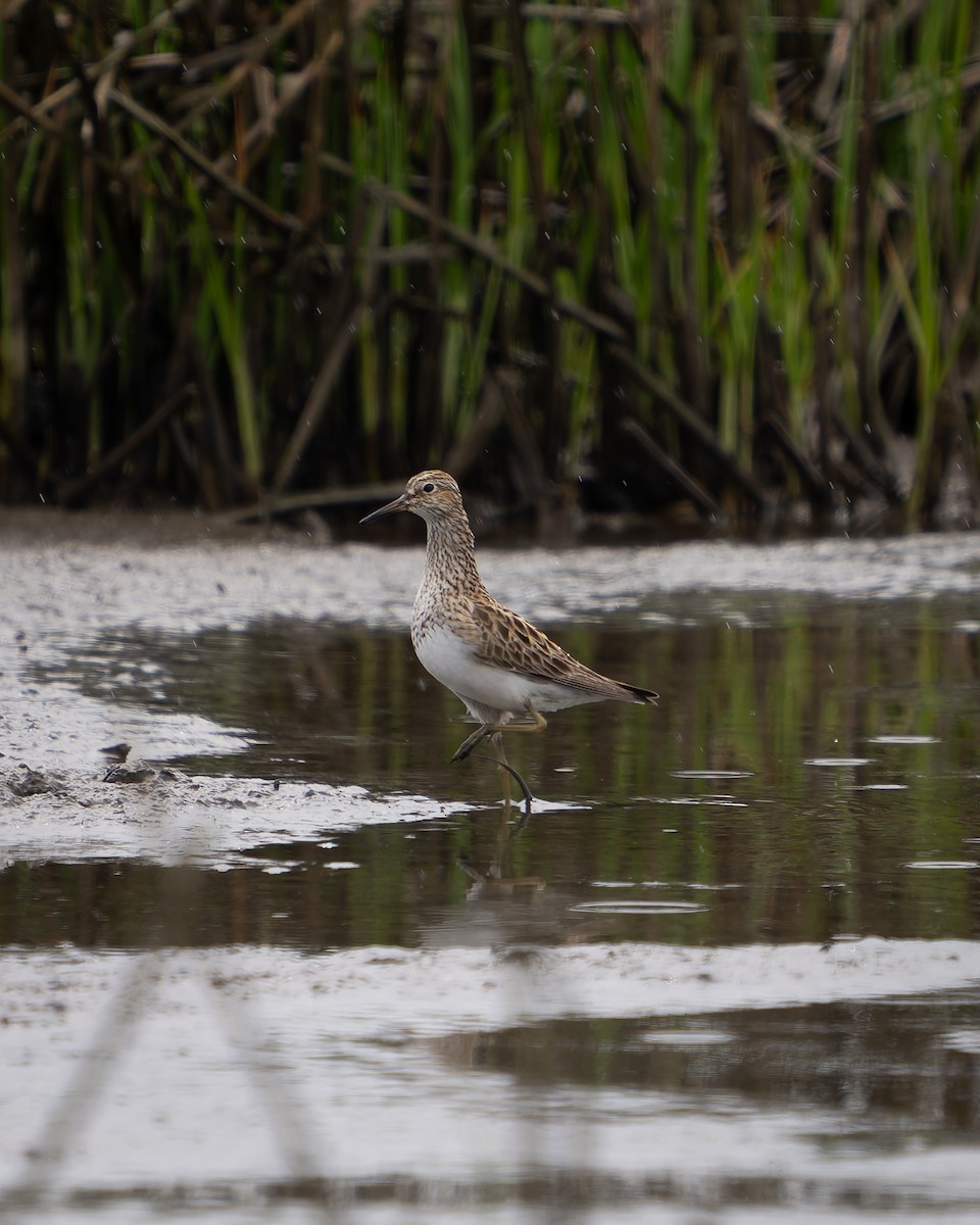 Pectoral Sandpiper - ML619432798