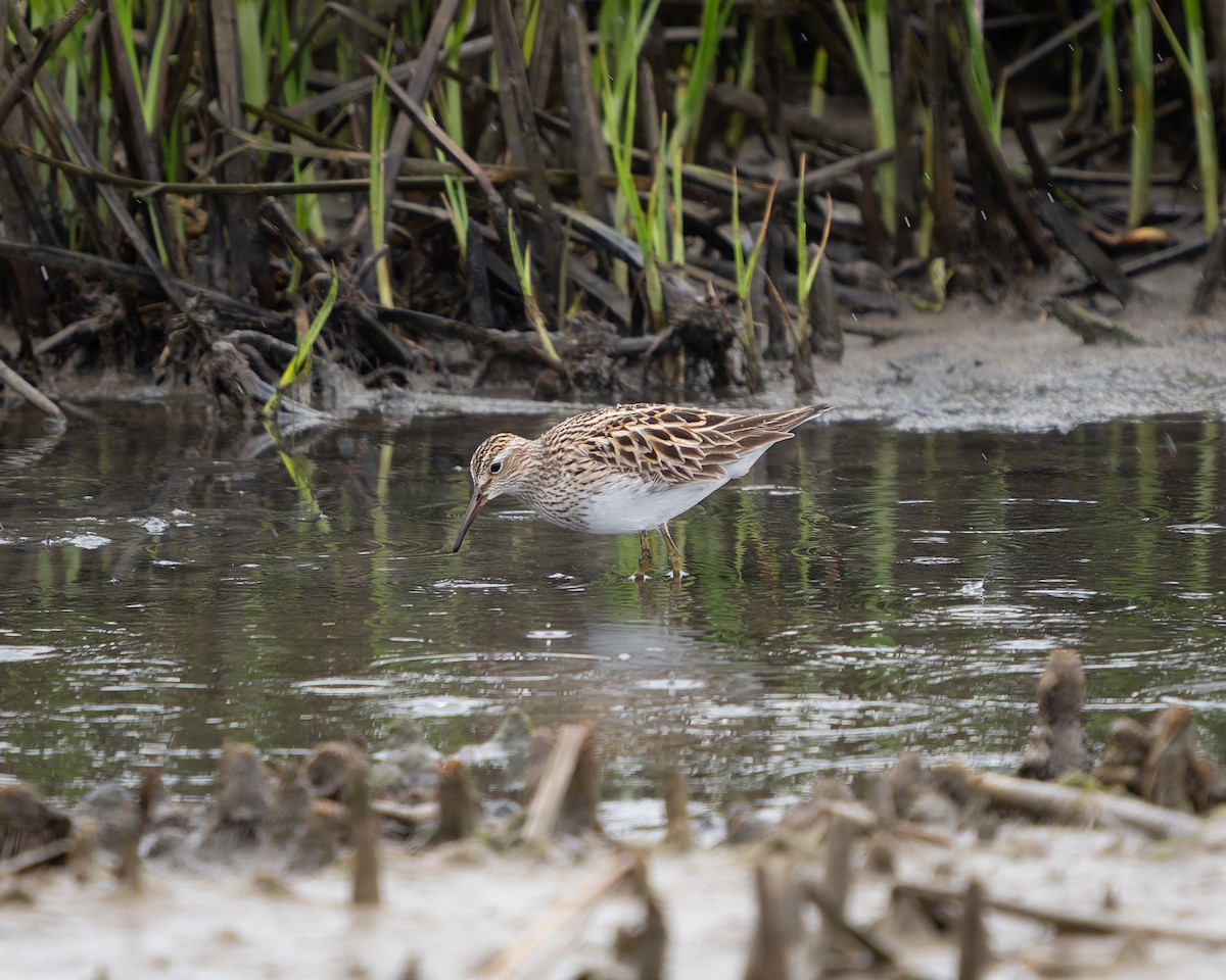 Pectoral Sandpiper - ML619432801