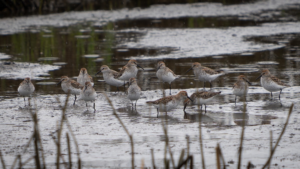 Western Sandpiper - Ali Kasperzak