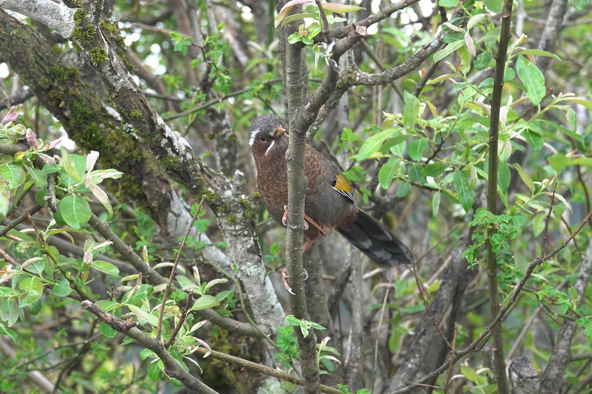 White-whiskered Laughingthrush - Cynthia Su