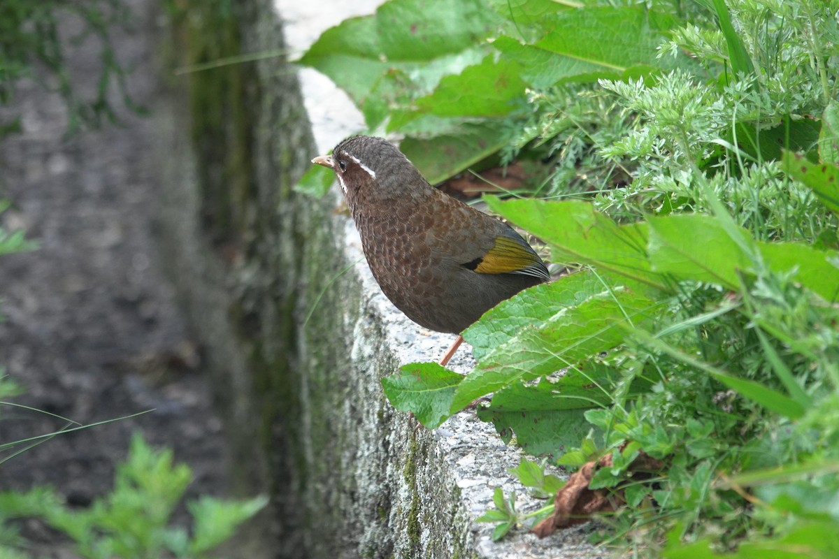 White-whiskered Laughingthrush - Cynthia Su