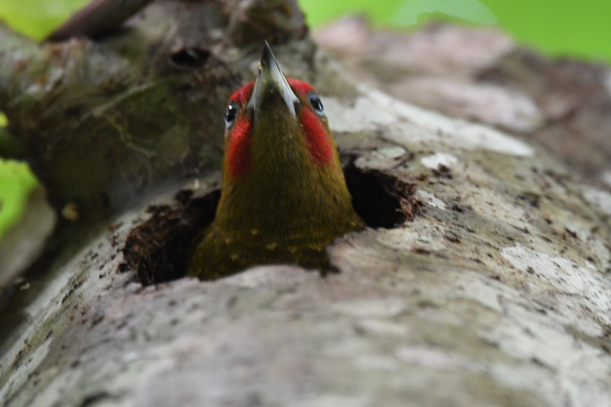 Rufous-winged Woodpecker - mark perry