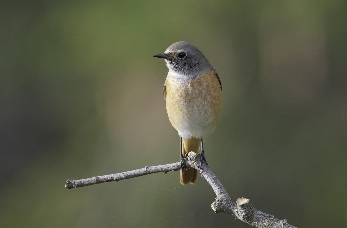 Common Redstart - Mario Vigo