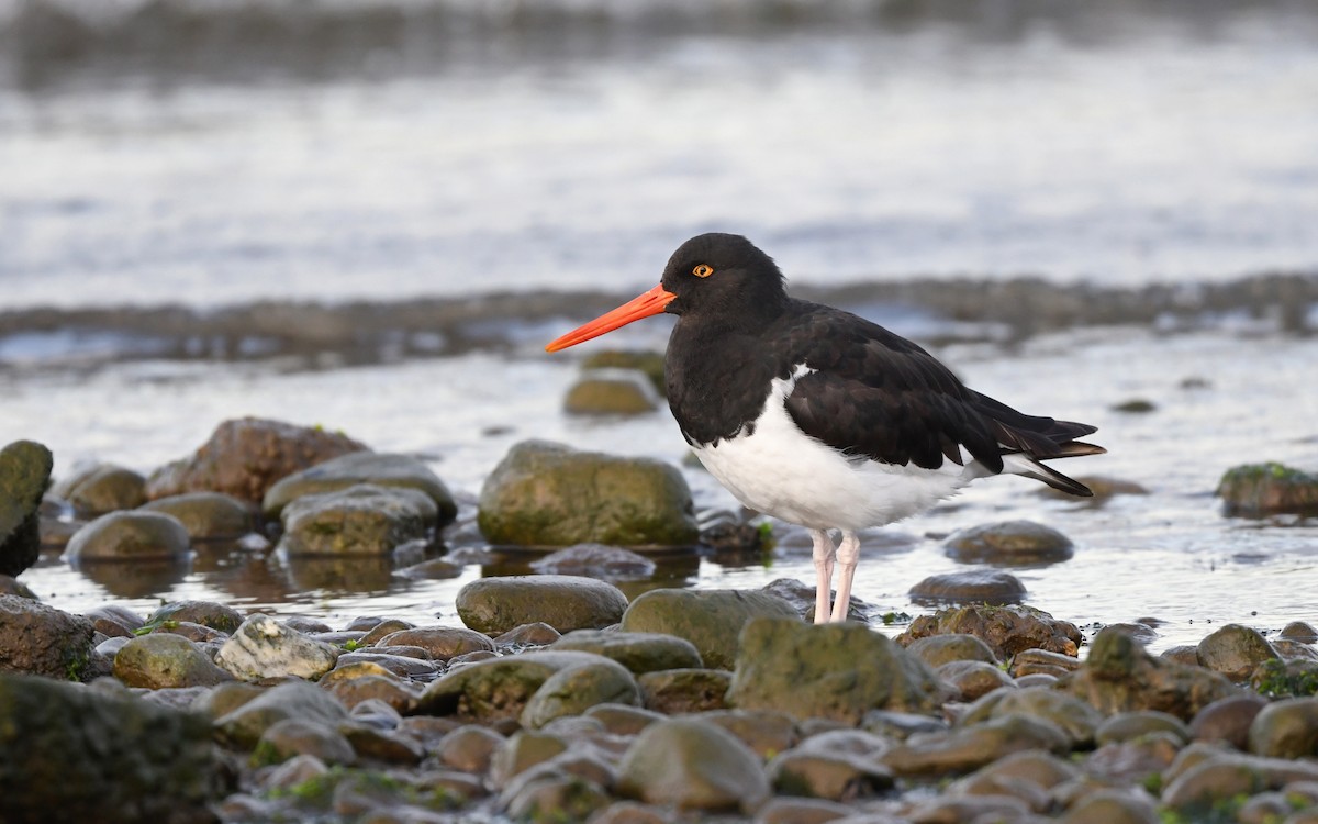 Magellanic Oystercatcher - Christoph Moning