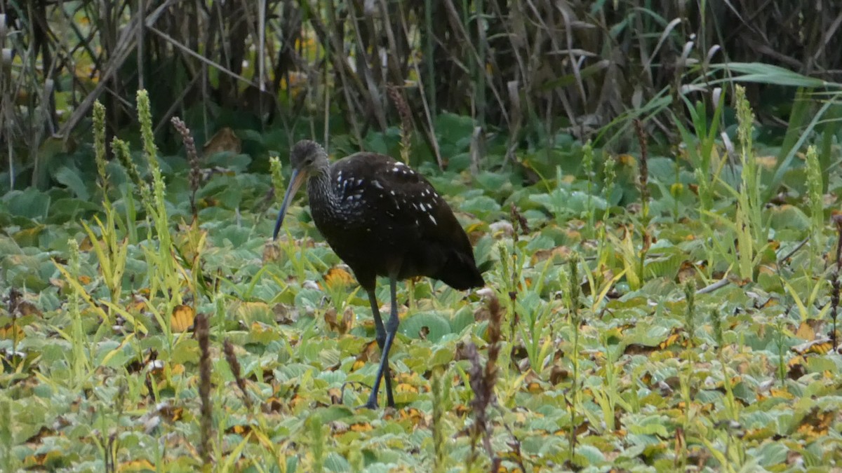 Limpkin - Roberto  Garrigues