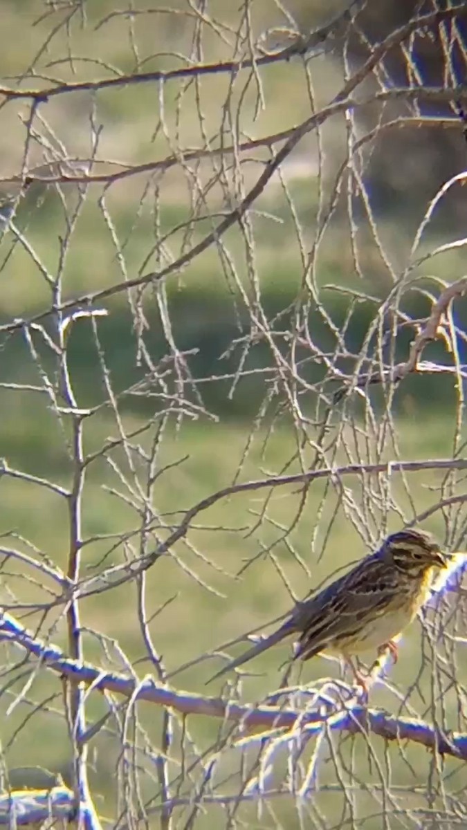 Cirl Bunting - Laurent Pascual-Le Tallec