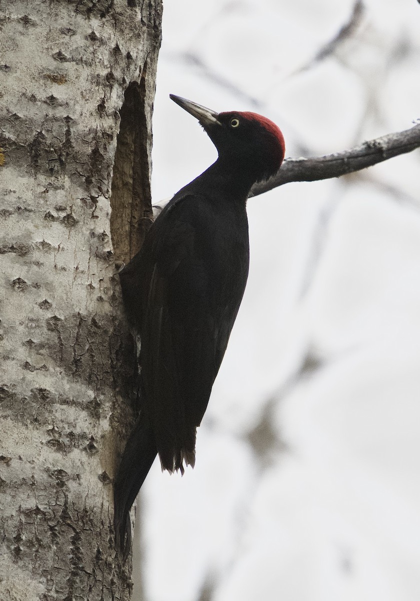 Black Woodpecker - Zoltan Poleretzky