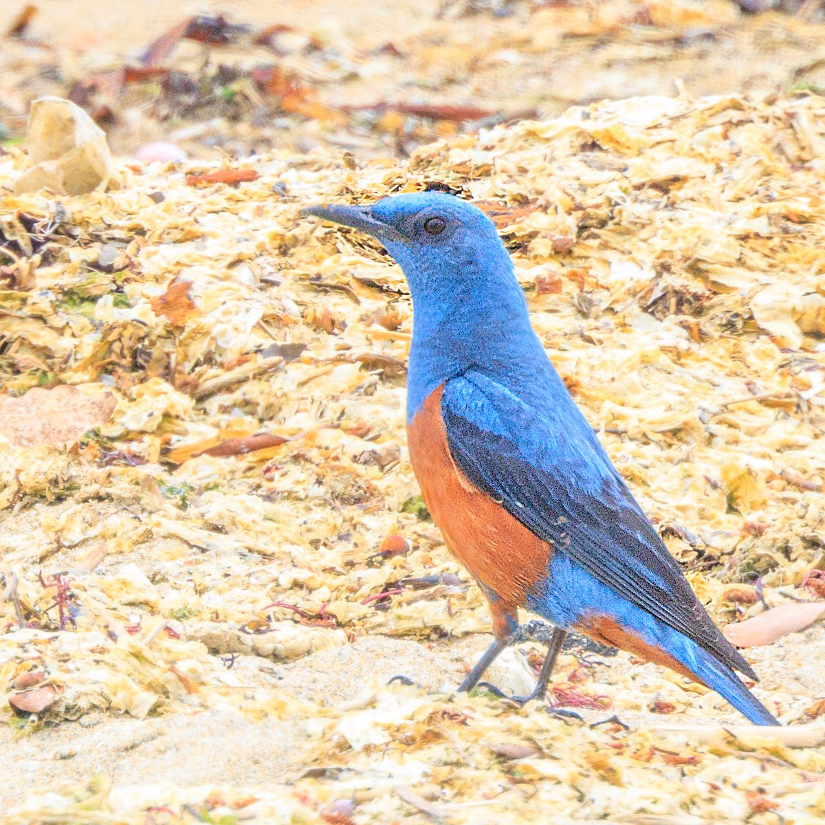 Blue Rock-Thrush - Masaharu Inada