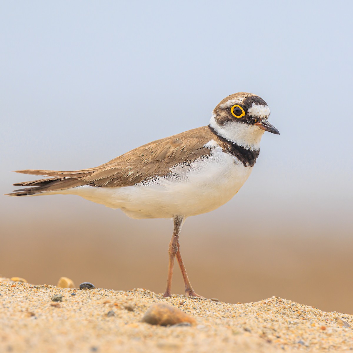 Little Ringed Plover - Masaharu Inada